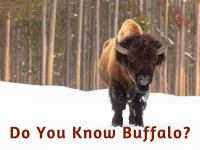 Do_You_Know_Buffalo_